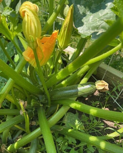 Zucchini Plant